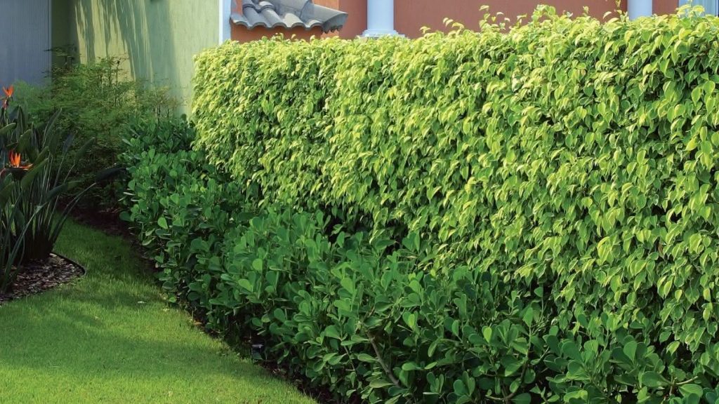 Quais plantas colocar na frente de casa? Conheça as espécies mais recomendadas e decore o espaço