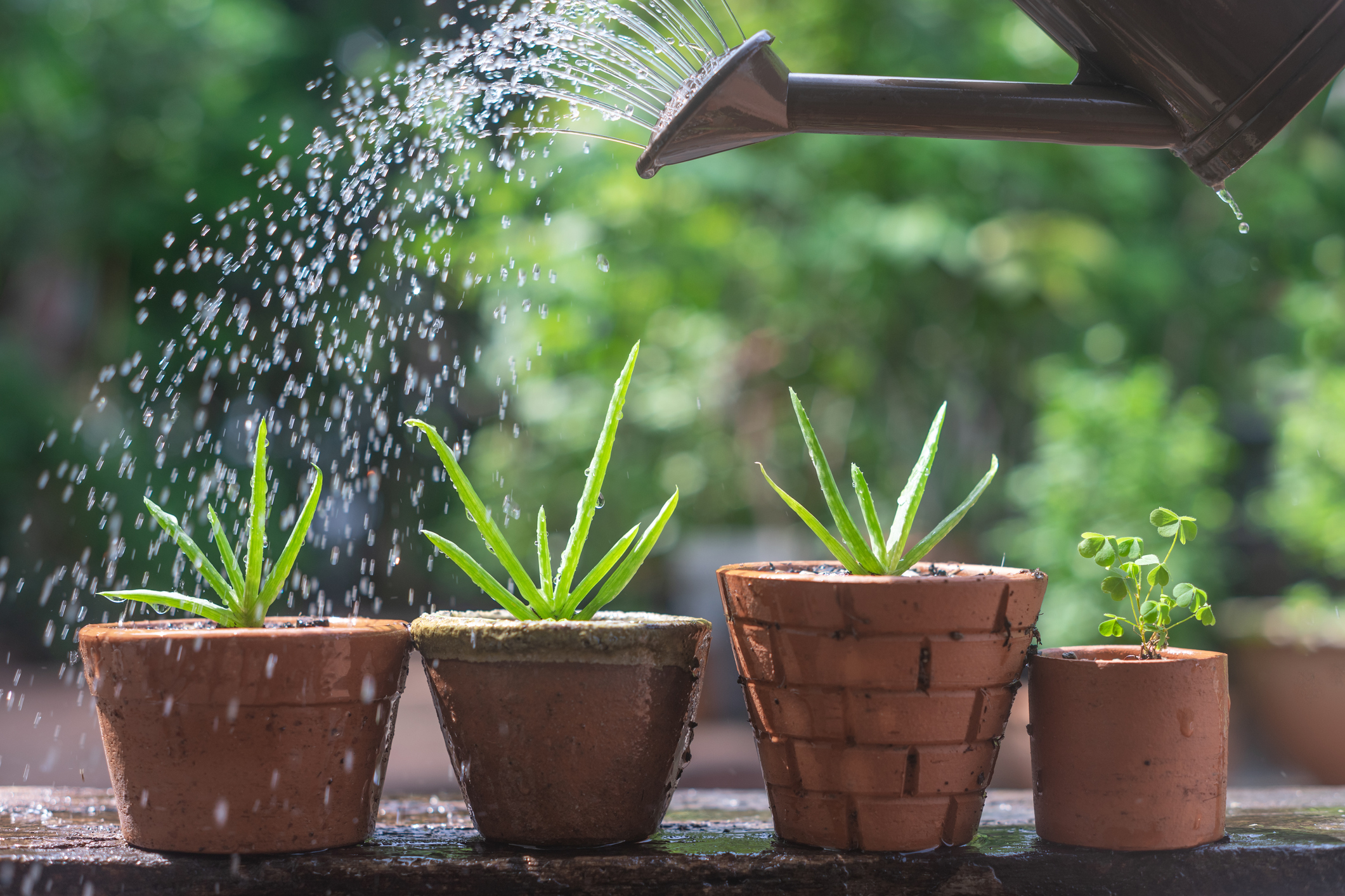 rega de plantas com regador