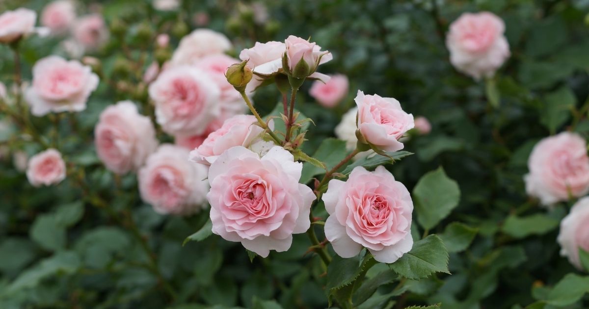 rosas híbridas de chá