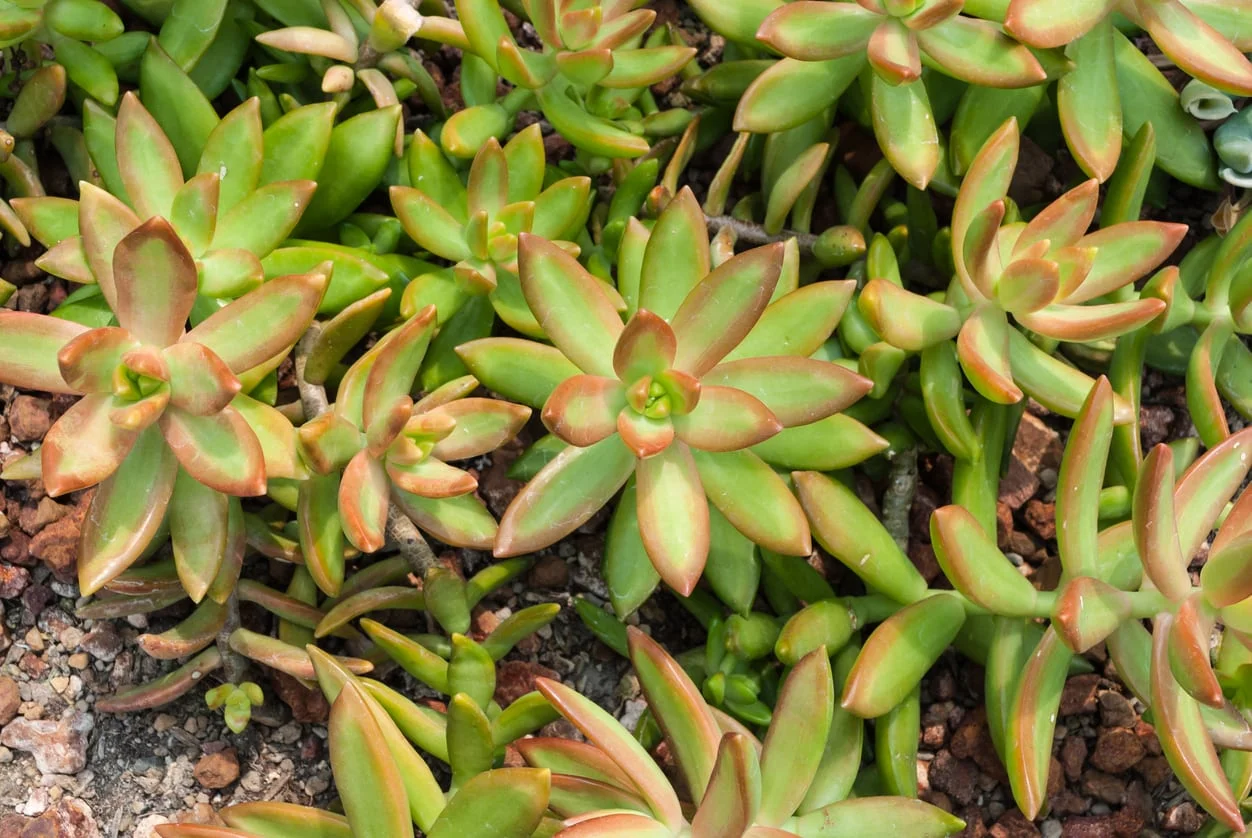 suculenta Coppertone sedum