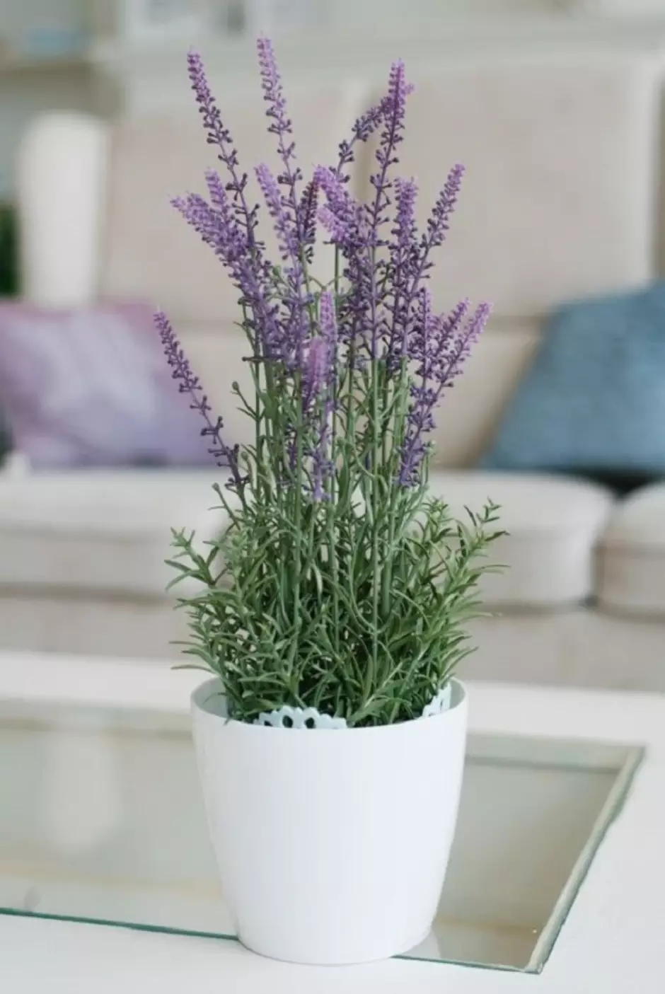 vaso de lavanda