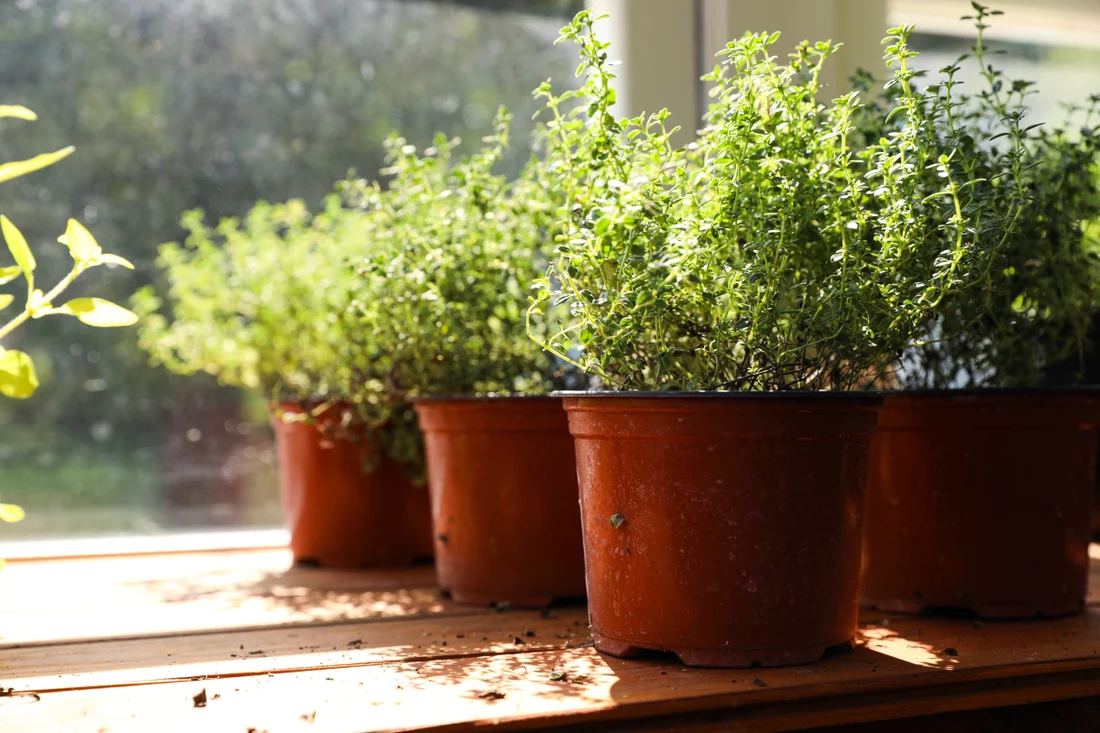 vasos de plantas em parapeito da janela