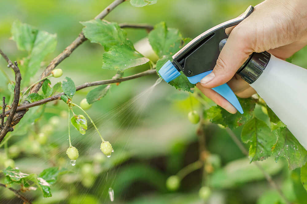 Adubação foliar ou via solo: qual a mais indicada para suas plantas? Entenda quando usar cada uma