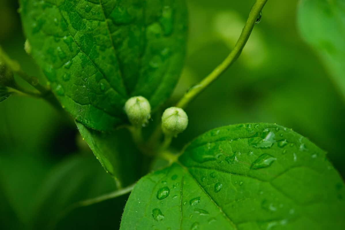 adubação foliar