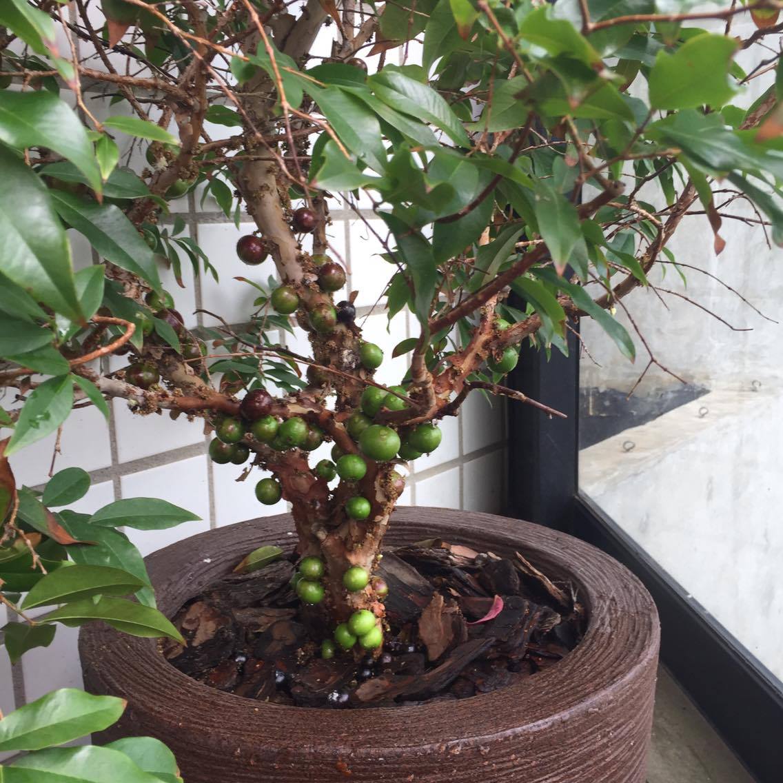 7 árvores frutíferas para cultivar em vaso: saiba quais plantas você pode ter em seu quintal pequeno