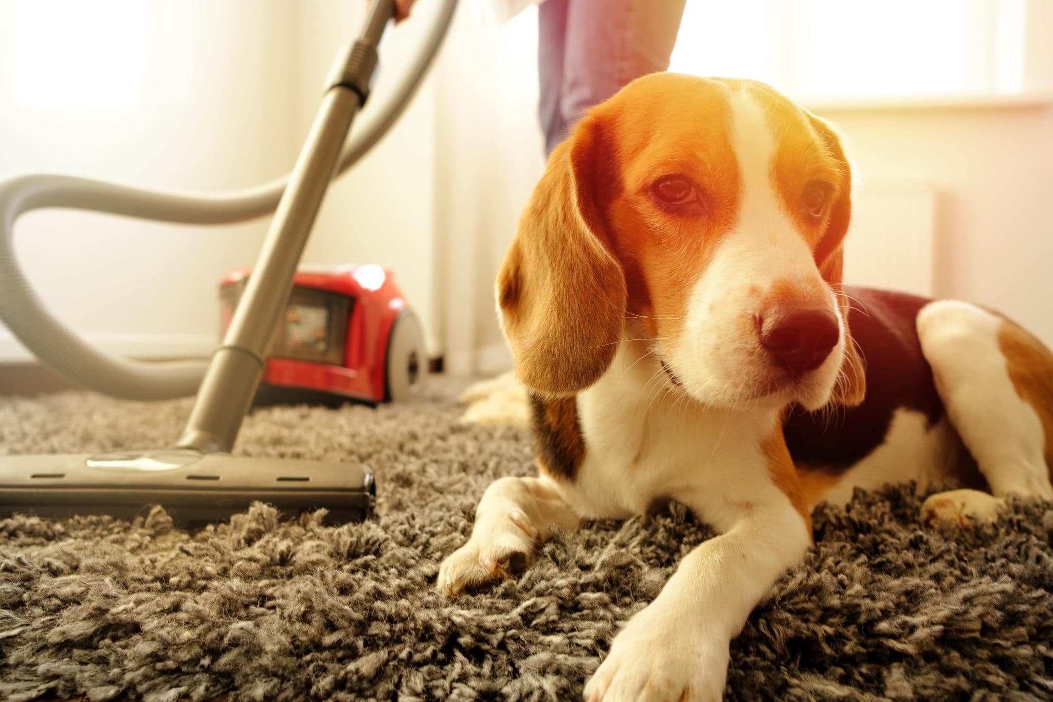 cachorro deitado sobre tapete com pessoa passando aspirador ao lado