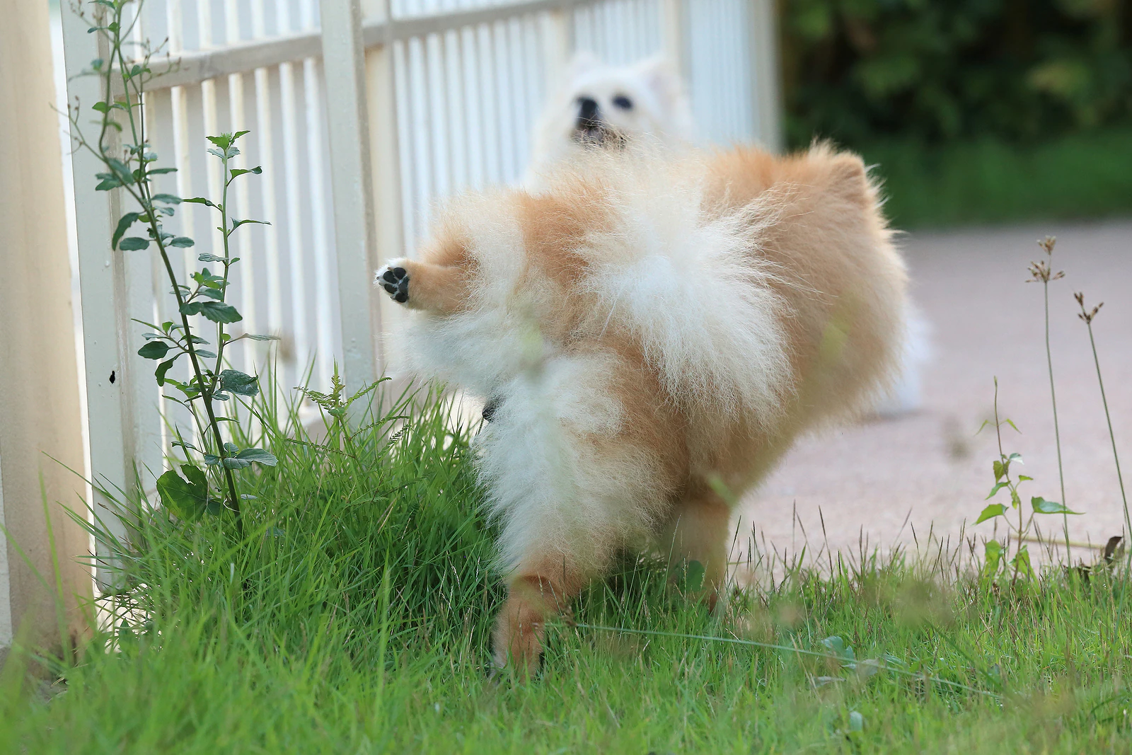 cachorro fazendo xixi em gramado