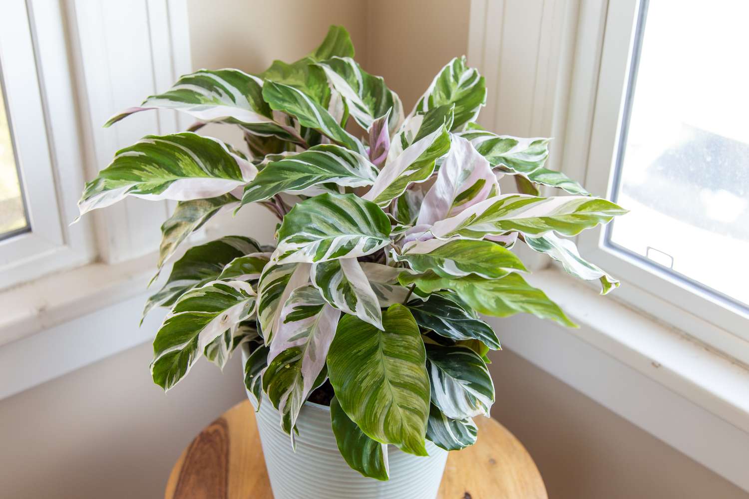 calathea perto de janela