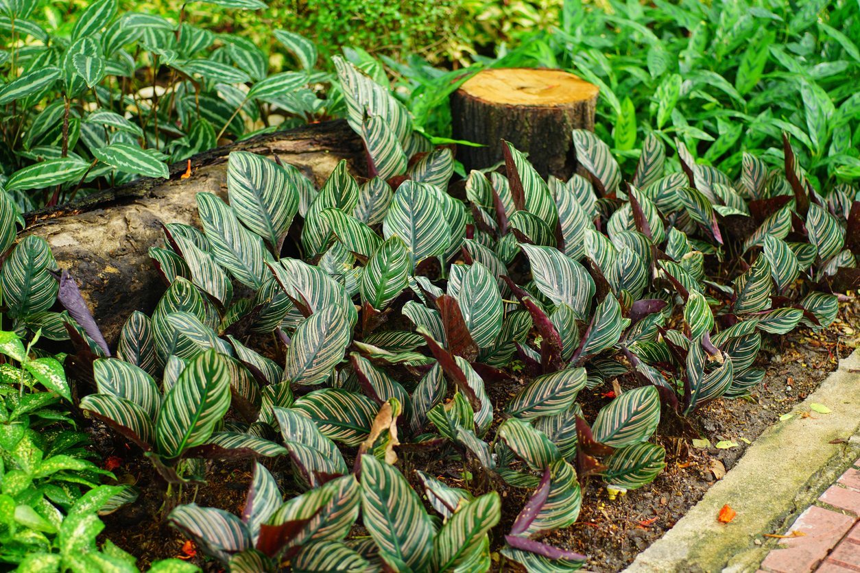 calathea plantada no solo