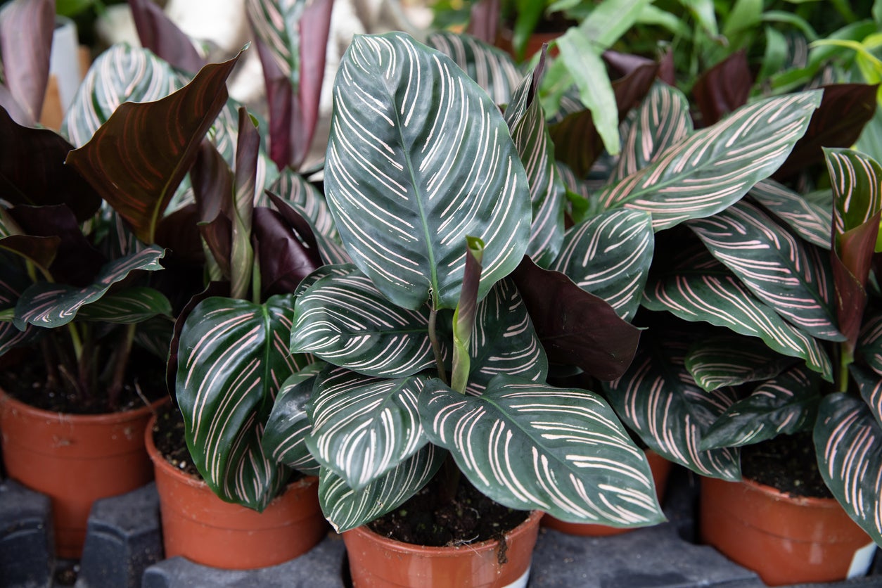 calatheas em vasos