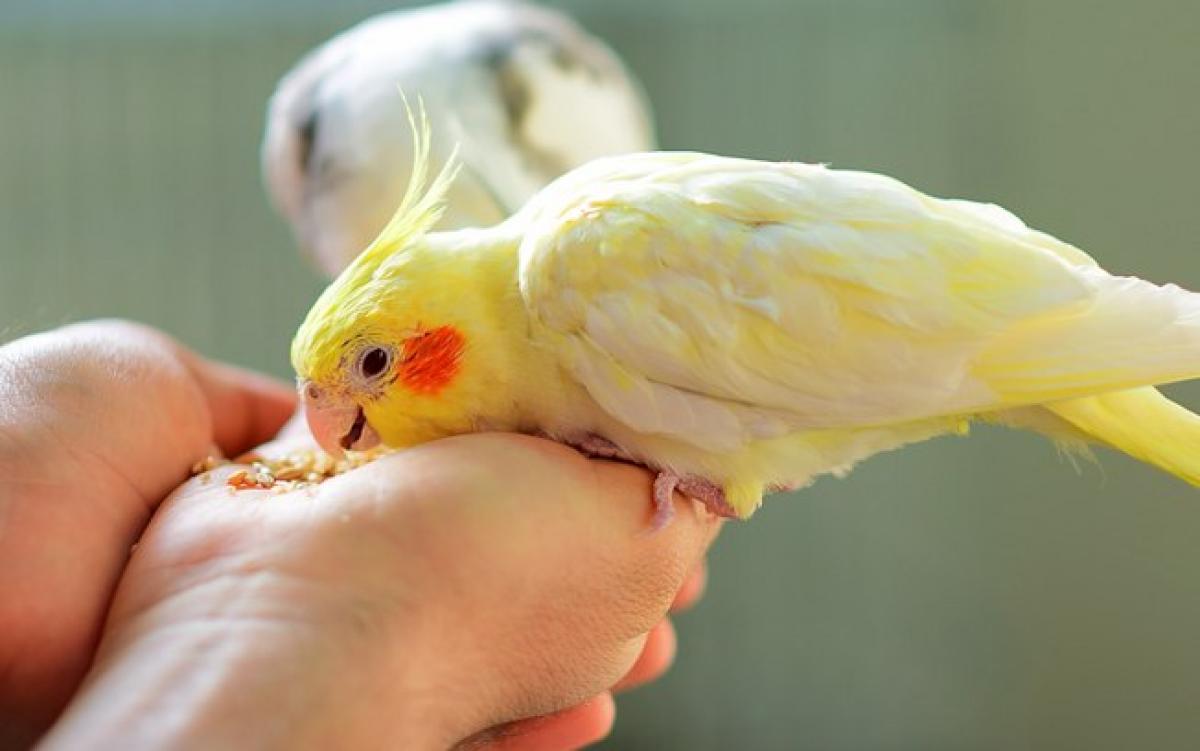 calopsita comendo na mão