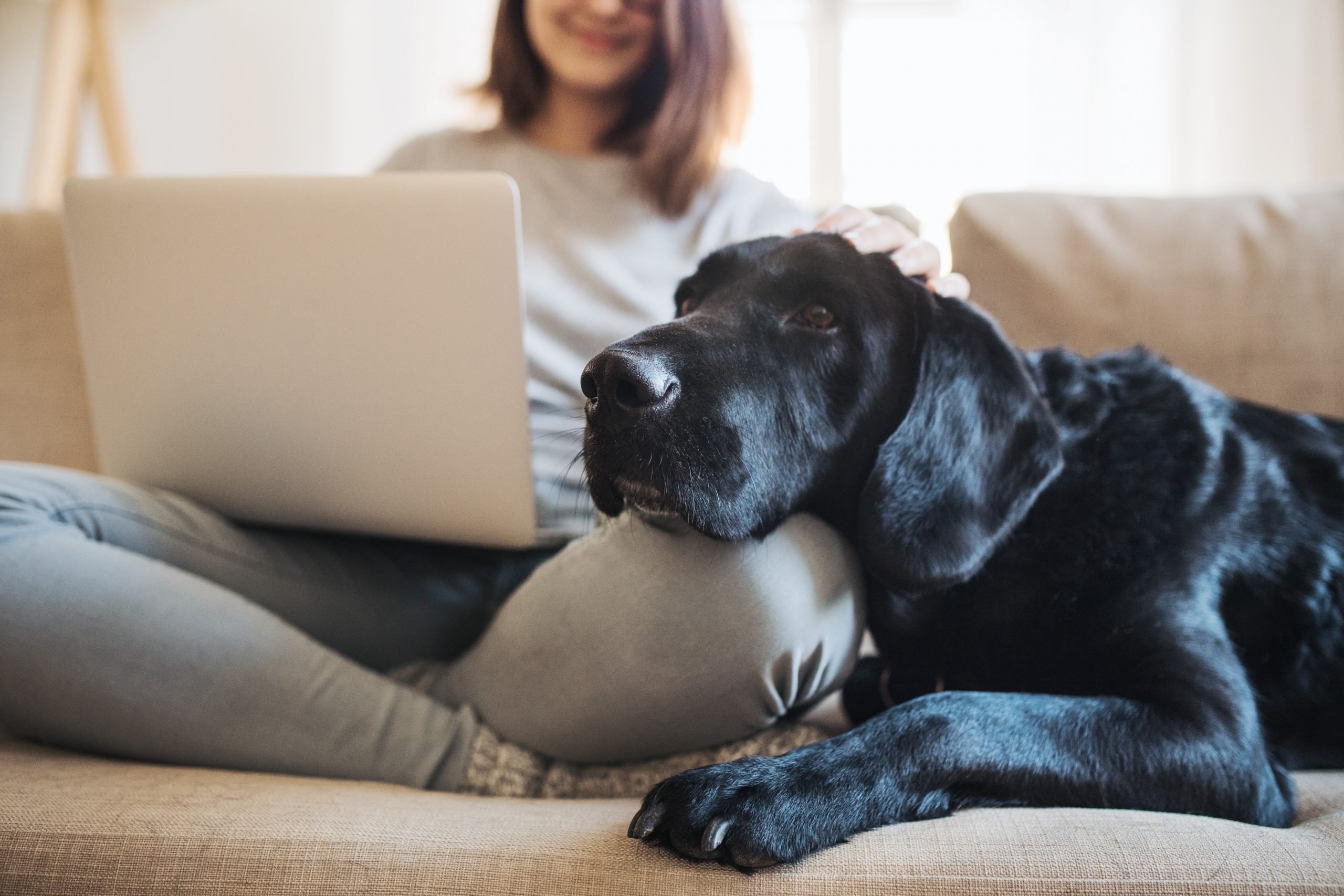 cão deitado sobre perna de mulher