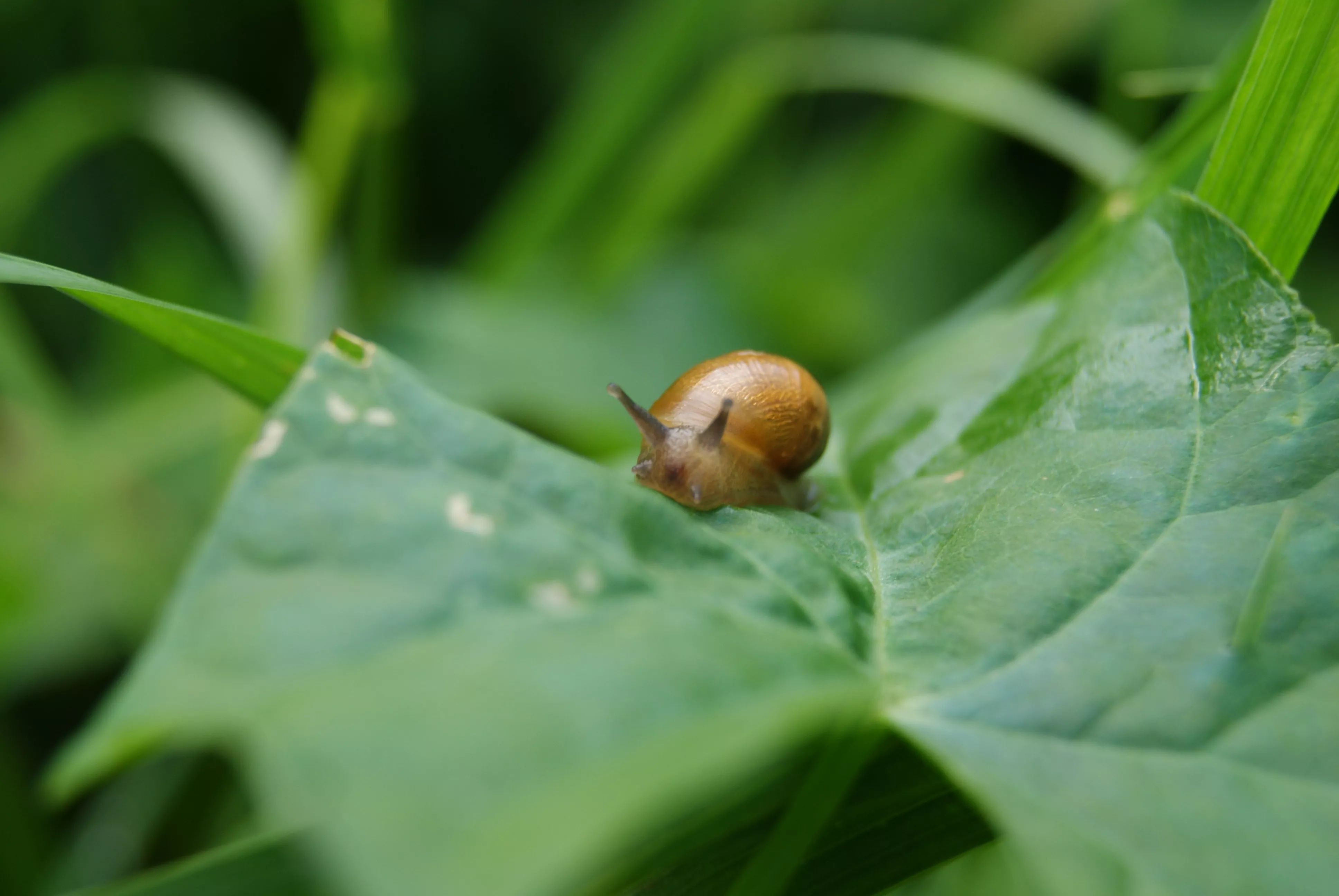 caracol em folha