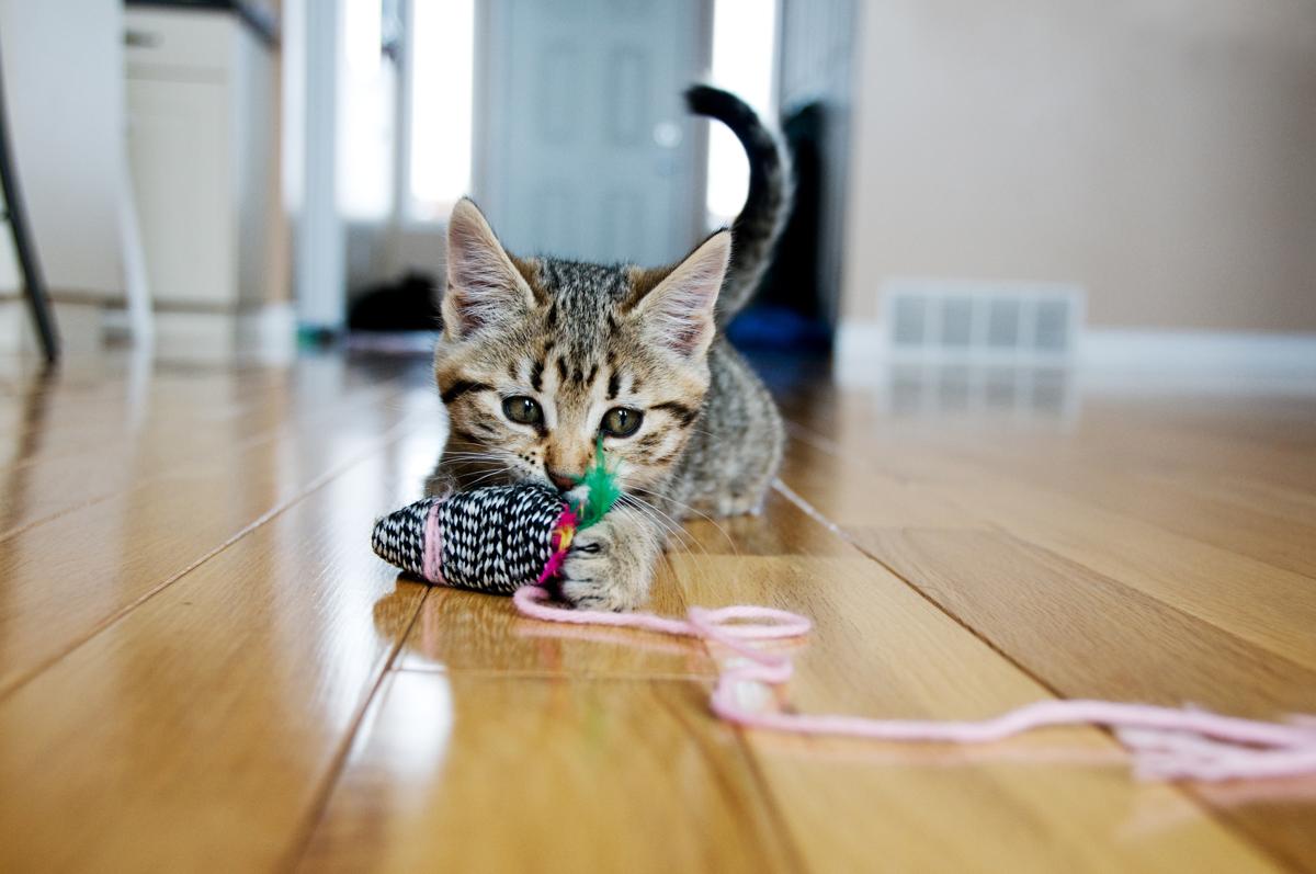 gato brincando no chão