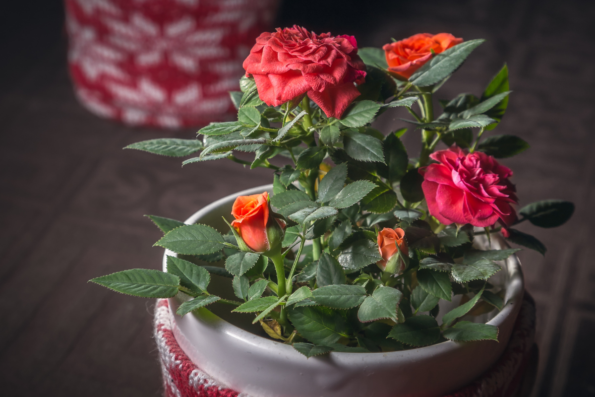 minirrosas em vaso