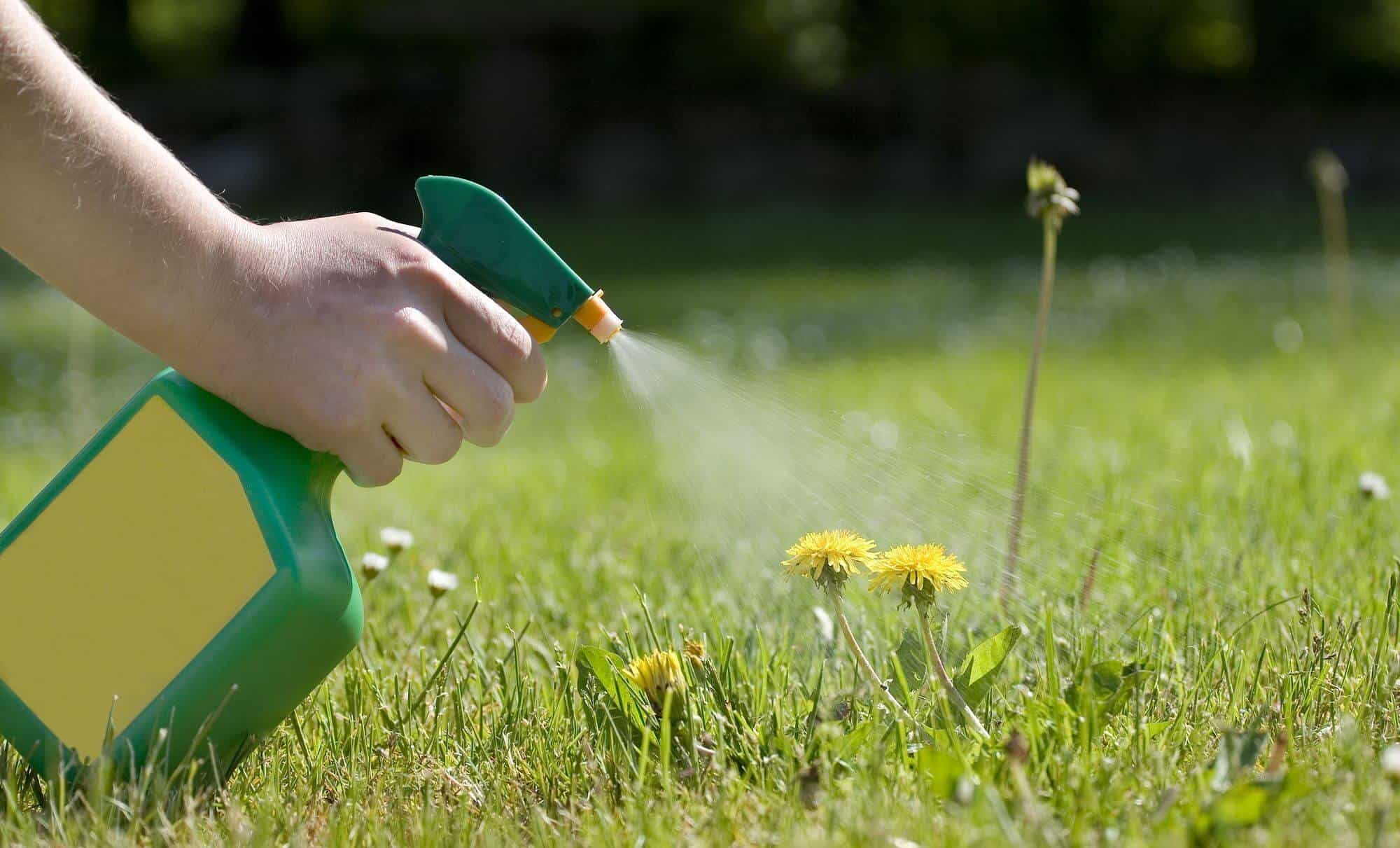 pessoa aplicando herbicida em erva daninha