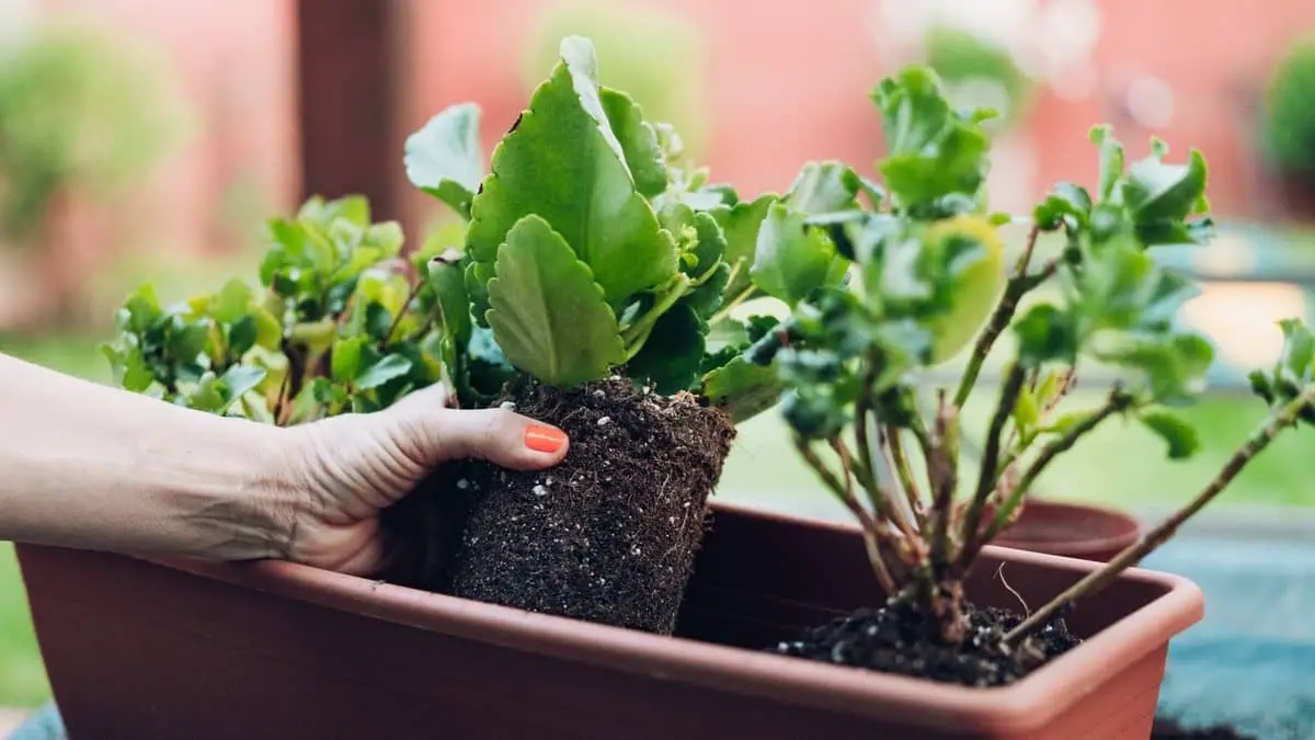 pessoa colocando plantas em jardineira