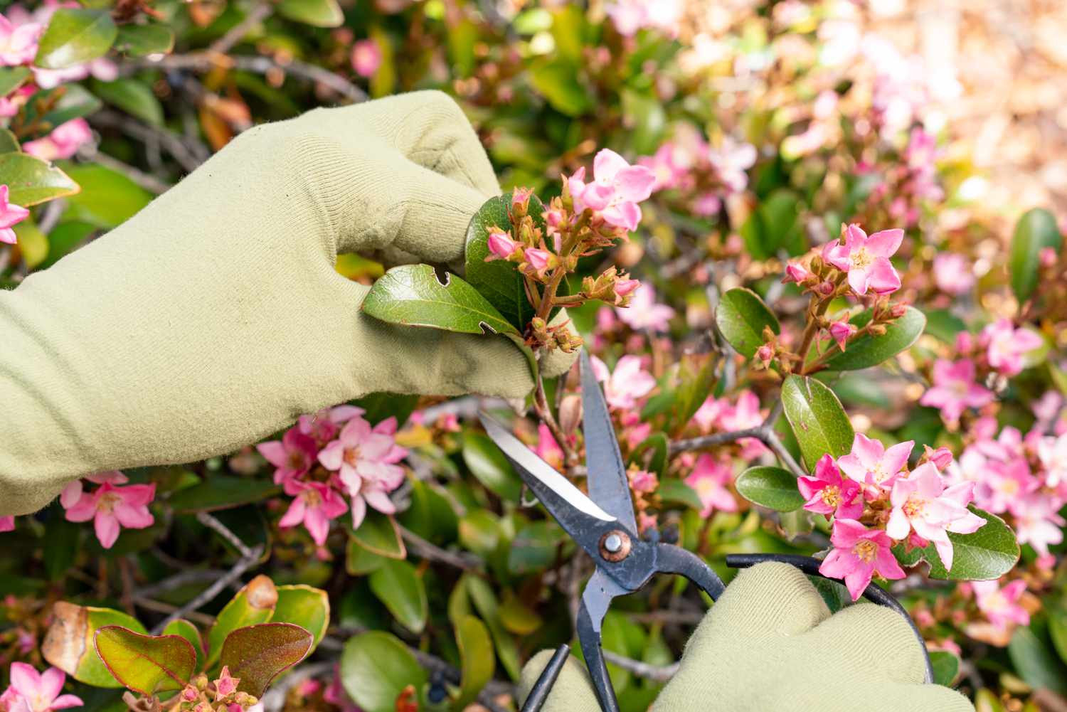 pessoa cortando galhinho de planta