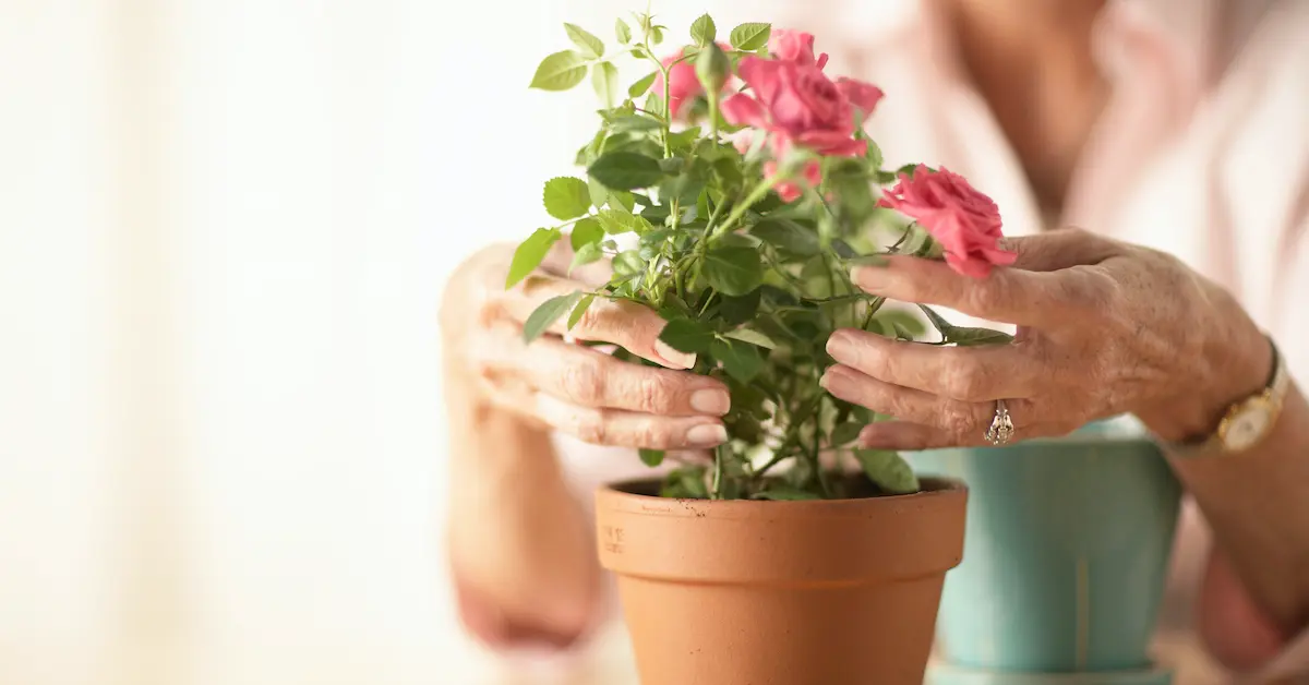 pessoa cuidando de vaso com rosas