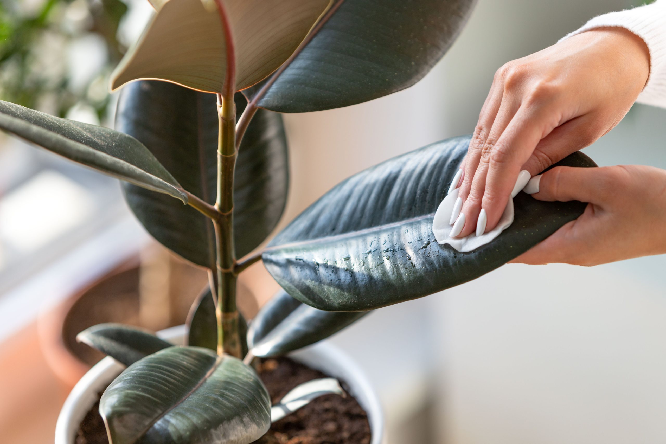 pessoa limpando folhas de planta em vaso