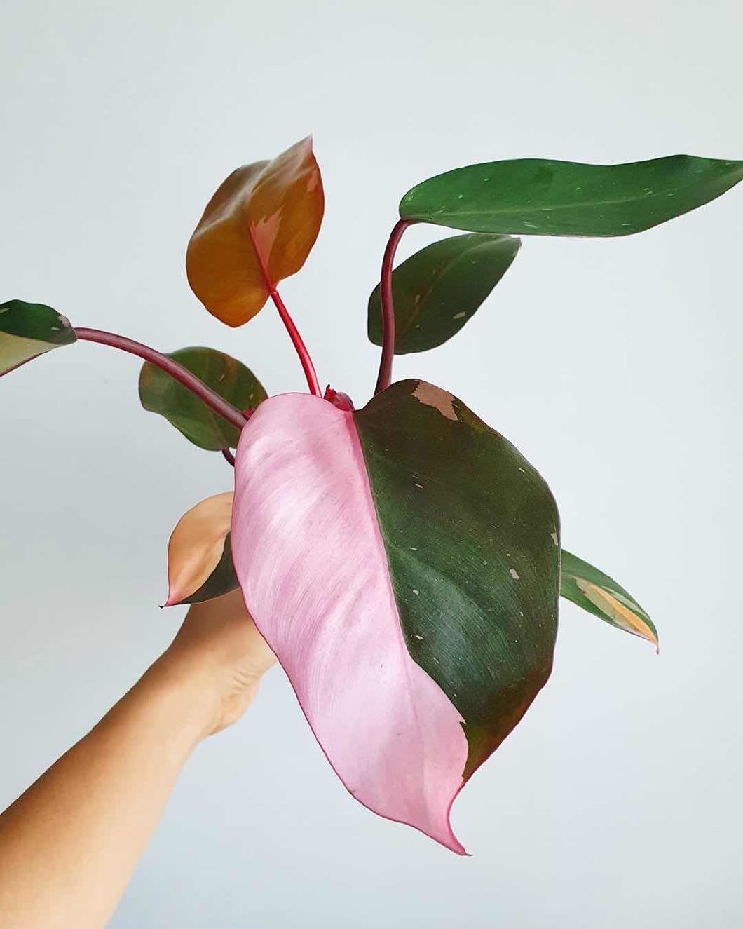 7 plantas com folhagem rosa: conheça espécies que podem embelezar o seu lar e deixá-lo mais cheio de vida