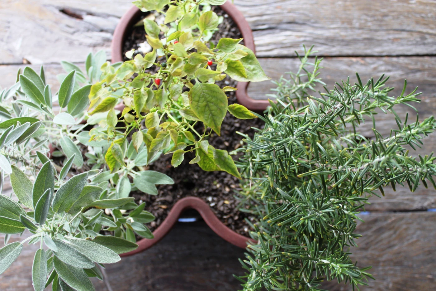 plantas em mesmo vaso