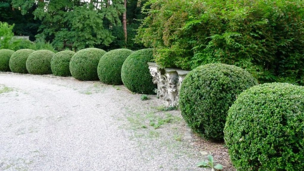 9 tipos de plantas que NÃO PODEM faltar no seu jardim e recomendadas por paisagistas