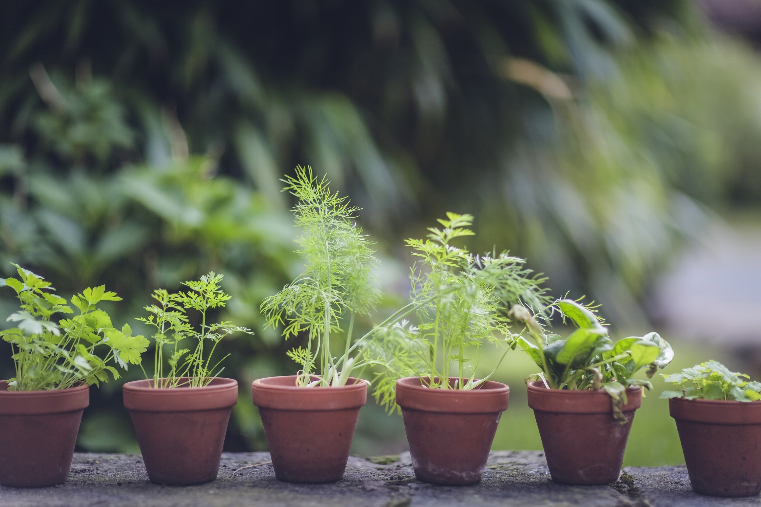 plantinhas em vasos