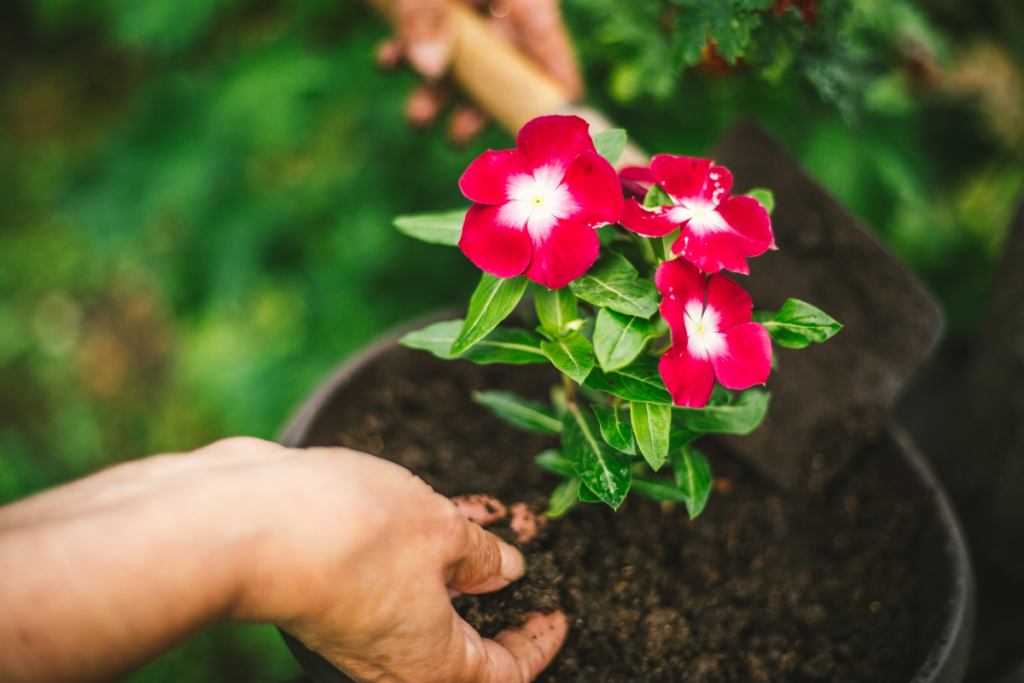 Por que minhas plantas não florescem? Descubra o resolve DE UMA VEZ o problema e tenha um jardim florido