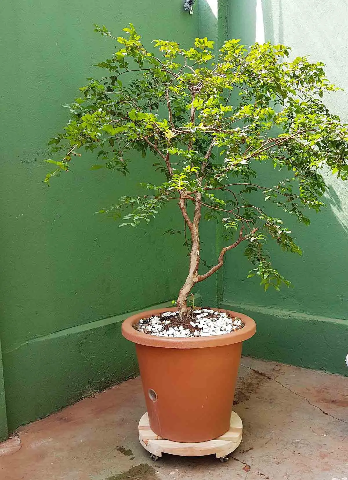 suporte de madeira com rodinhas para planta