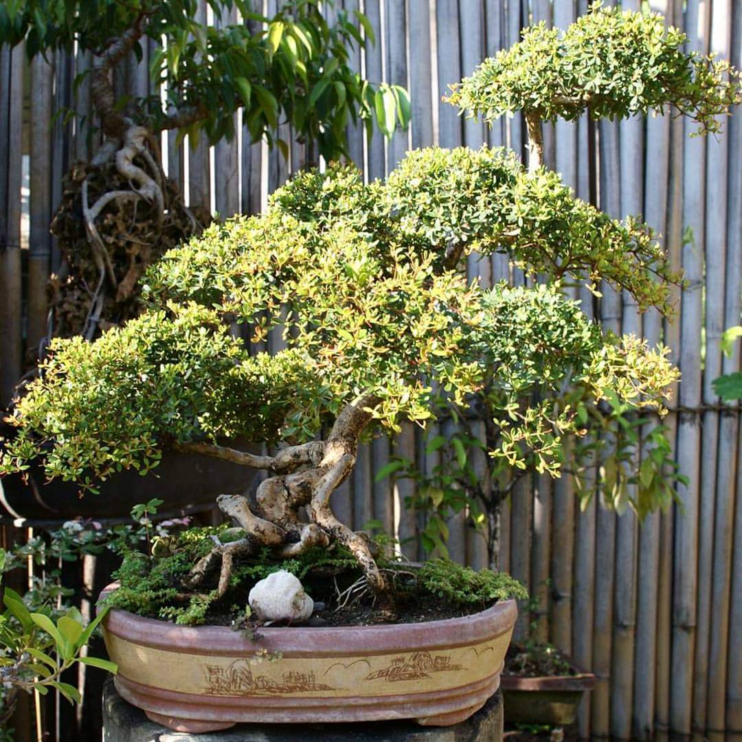 bonsai em quintal