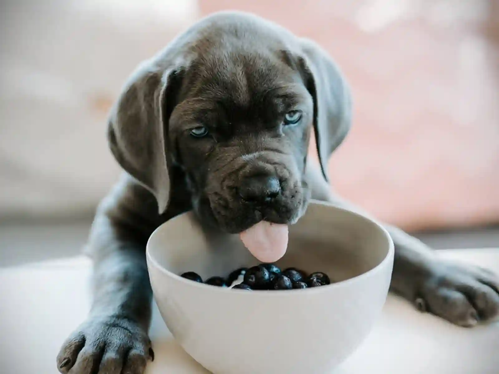 cachorro com tigela de mirtilos