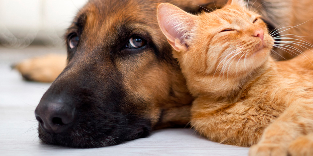 cachorro e gato deitados juntos