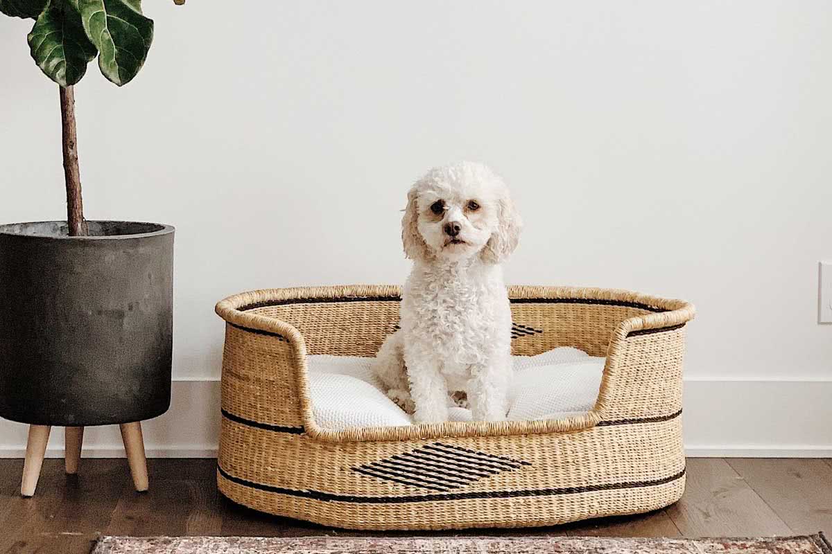 Cama para cachorro: descubra como escolher a MELHOR para seu amigo de quatro patas