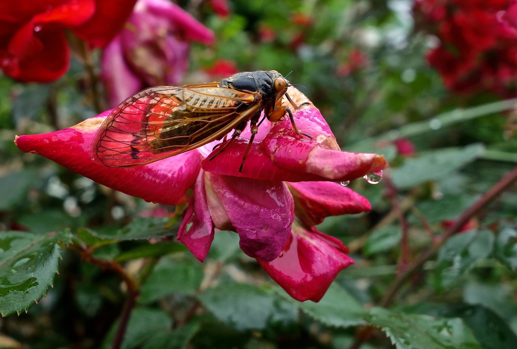 cigarra em rosa