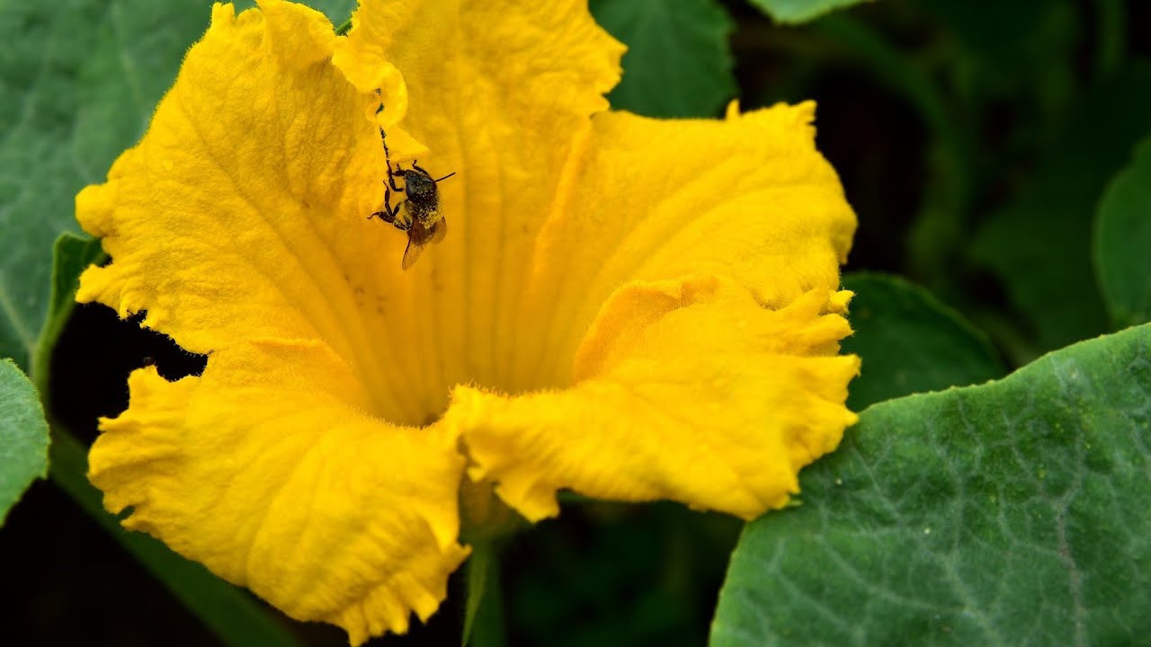 flor de abóbora