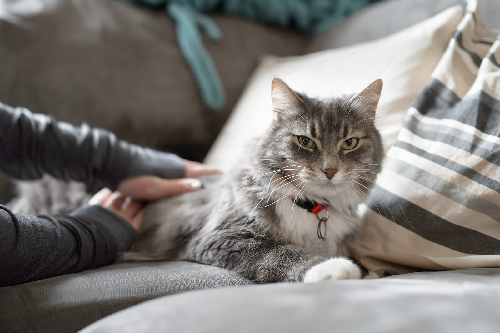 gato cinza deitado em sofá