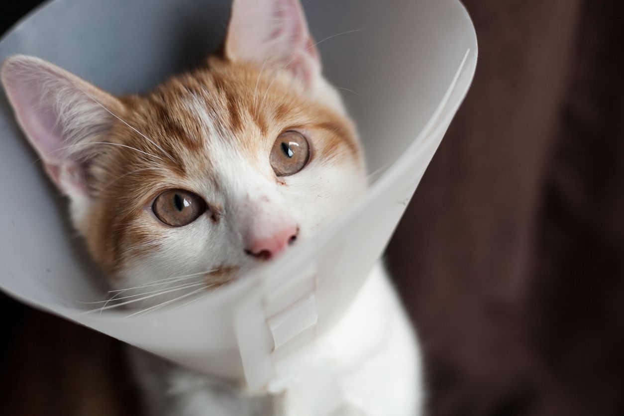 gato com cone no pescoço