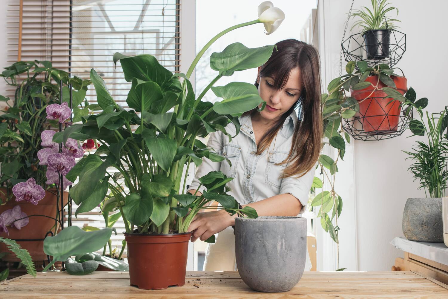 mulher fazendo a troca de vaso de planta