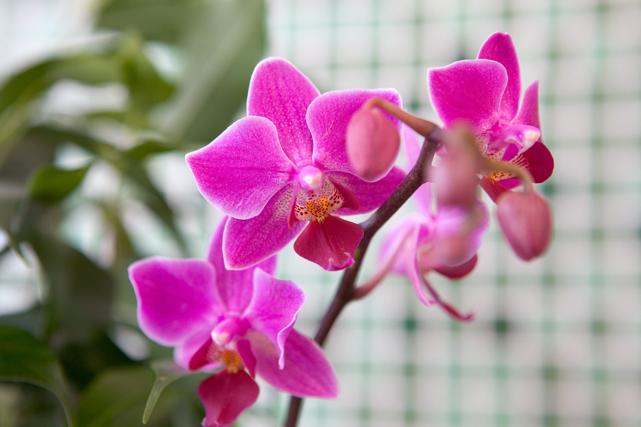 orquídea rosa