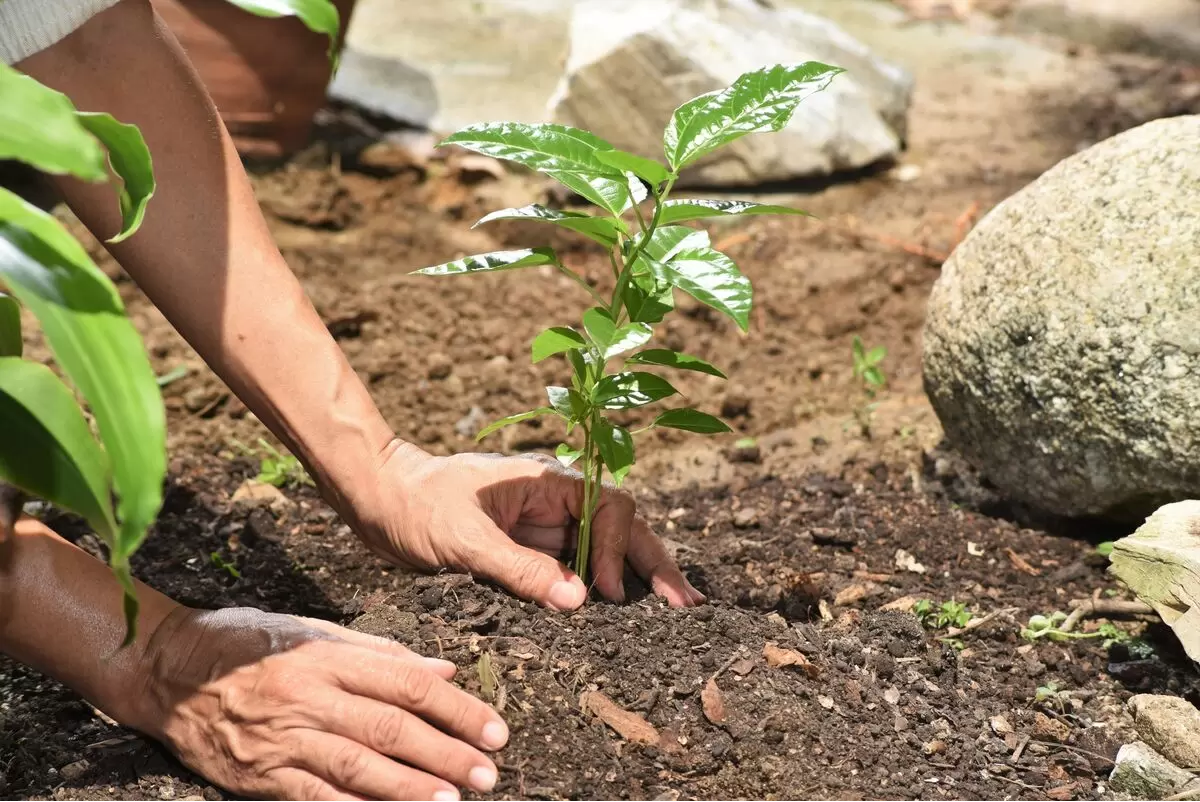 pessoa plantando