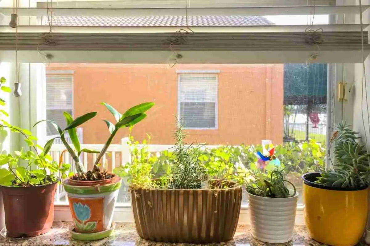 vasos de plantas colocadas em janela