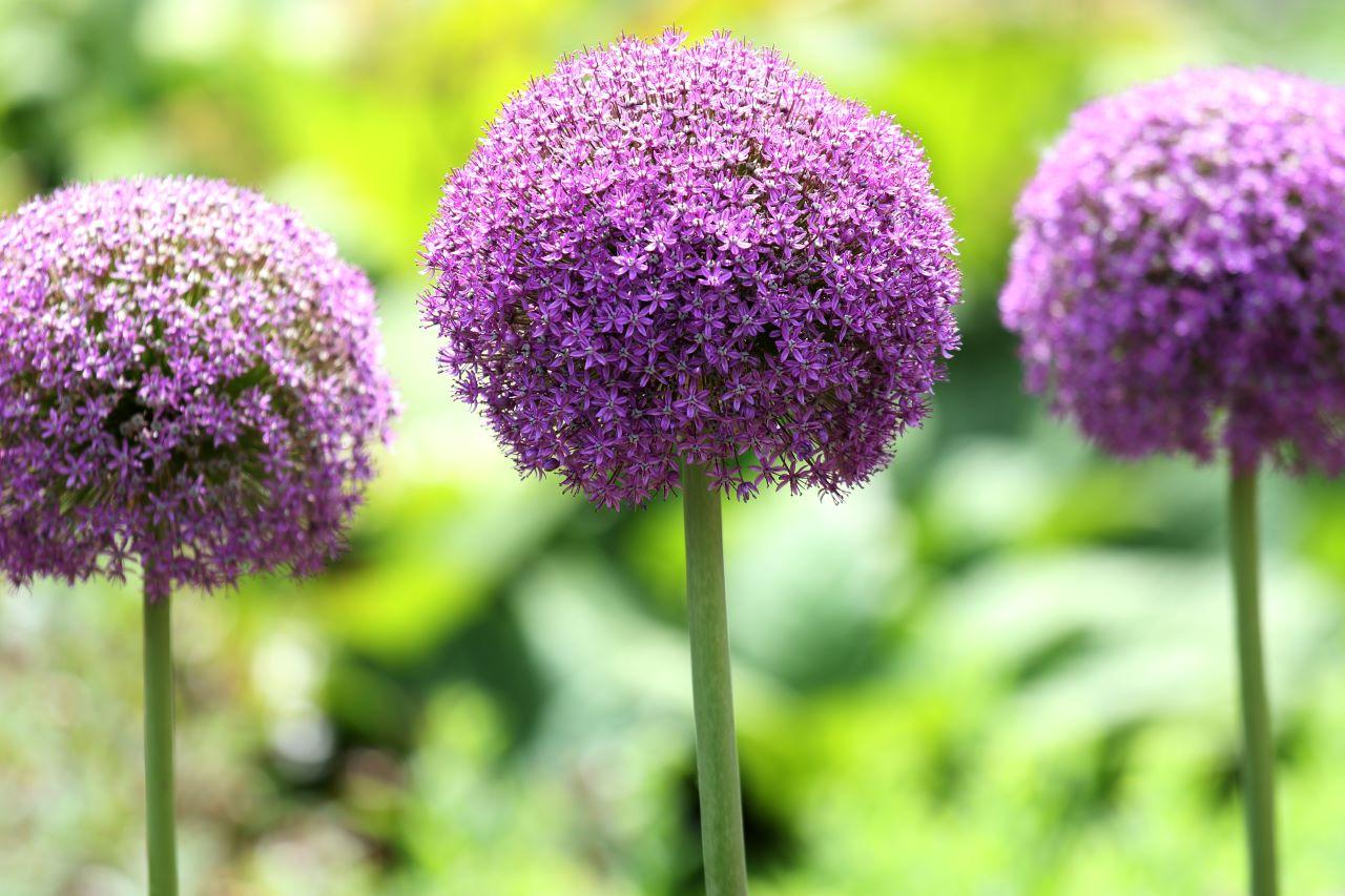 verbena roxa