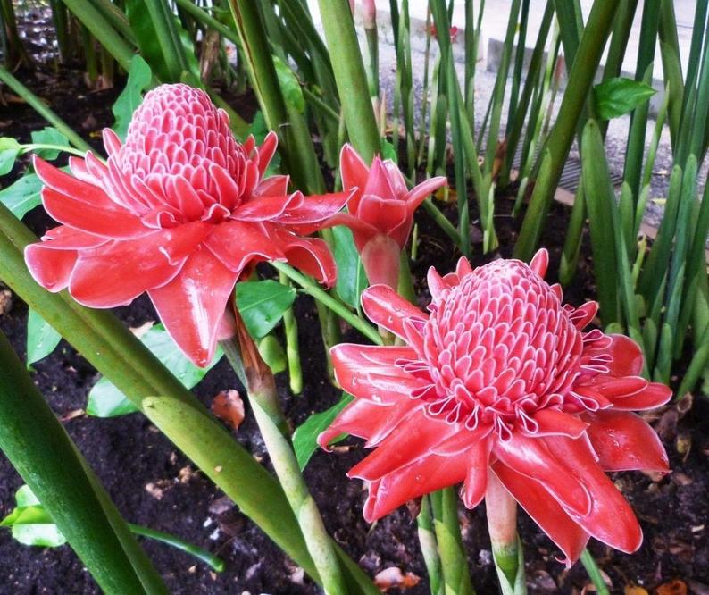 bastão do imperador em jardim