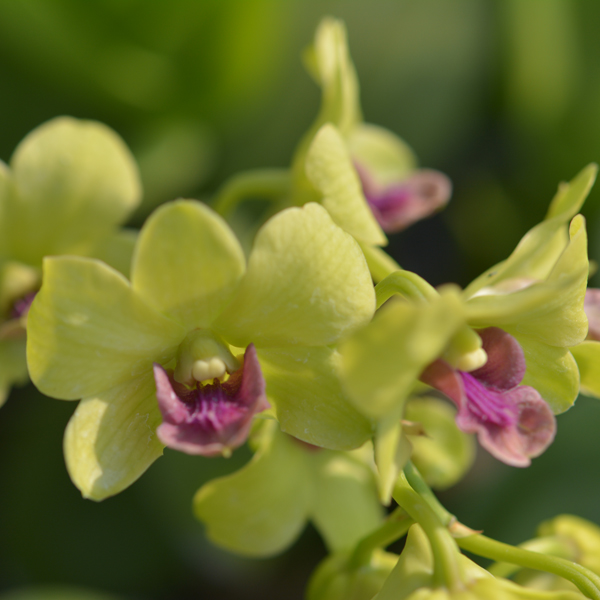 orquídeas amarelas