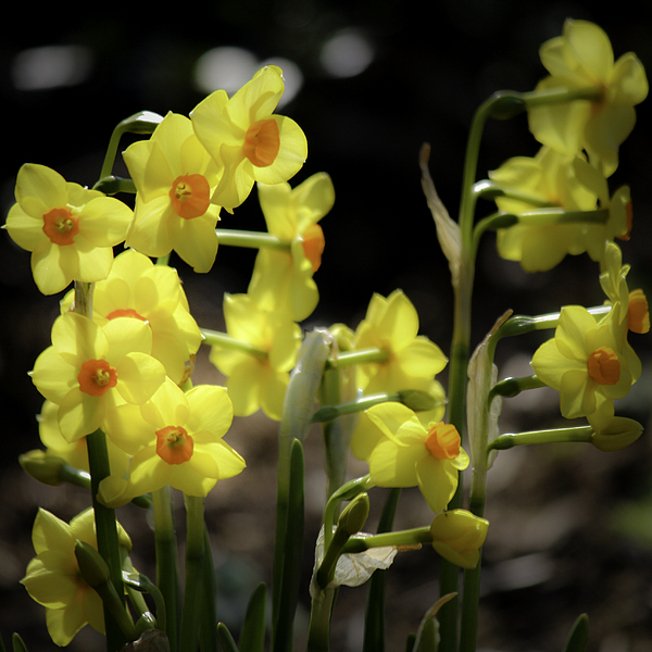 narcisos amarelos