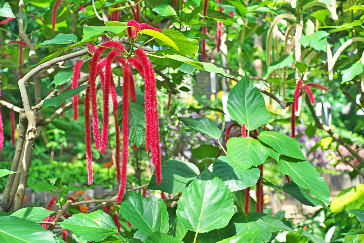 Planta Rabo-de-gato como cultivar