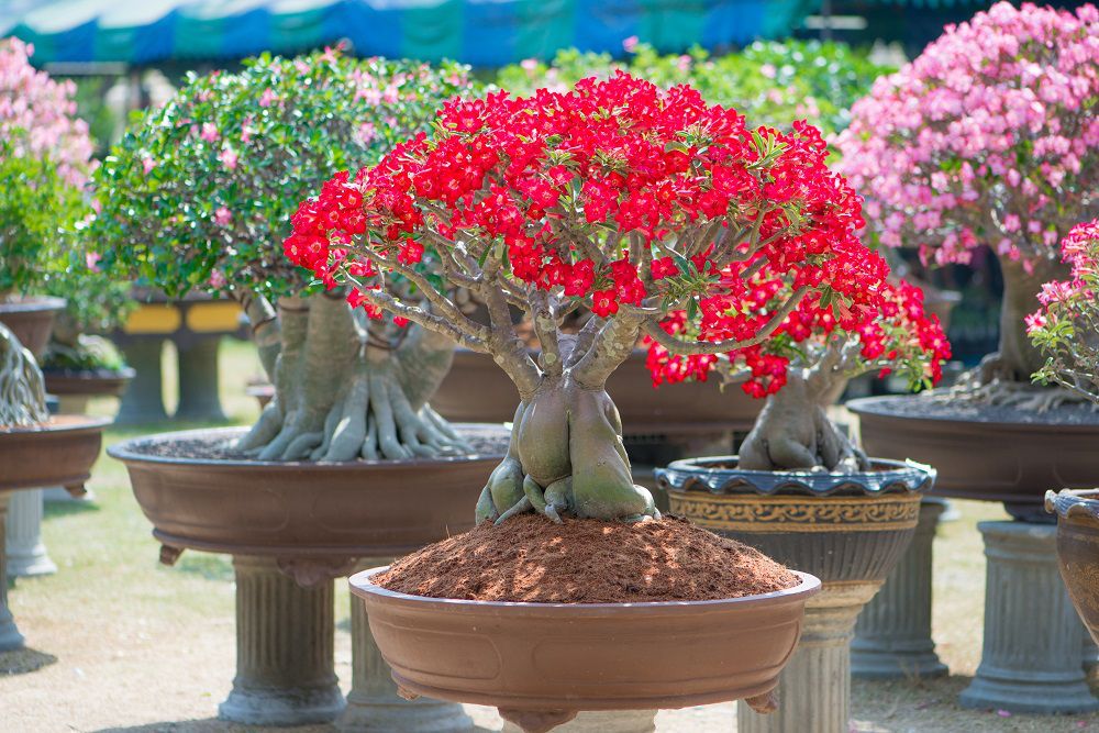 rosa-do-deserto vermelha em primeiro plano