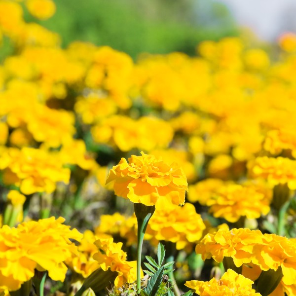 tagetes amarelos