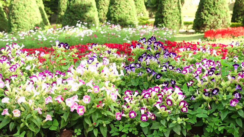 torênias em jardim